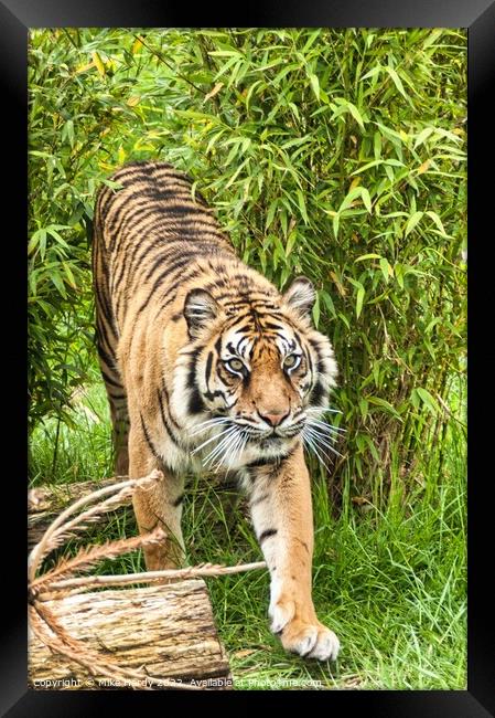 Tiger exits the clearing Framed Print by Mike Hardy