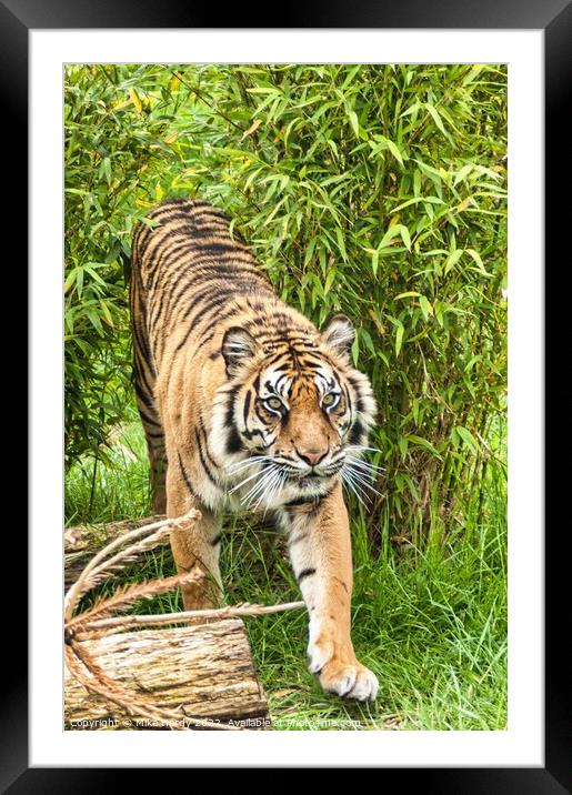 Tiger exits the clearing Framed Mounted Print by Mike Hardy