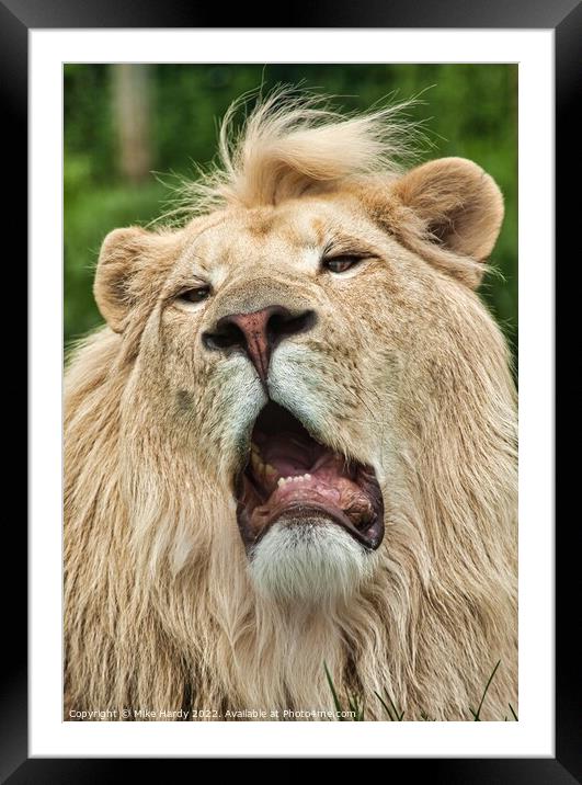 Rare WHITE Lion portrait Framed Mounted Print by Mike Hardy