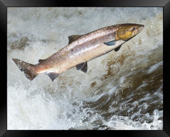 Atlantic Salmon attempting to leap a waterfall in Scotland. Framed Print by Keith Ringland
