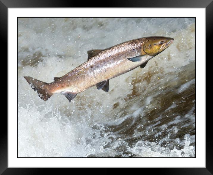 Atlantic Salmon attempting to leap a waterfall in Scotland. Framed Mounted Print by Keith Ringland