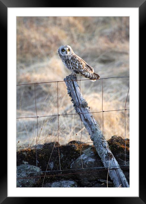 Short eared owl Framed Mounted Print by Keith Ringland