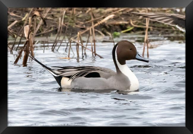 Pintail Framed Print by Martin Pople
