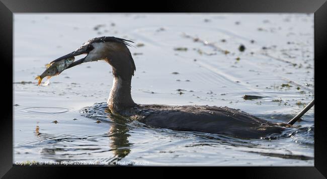 Great Crested Grebe fishing  Framed Print by Martin Pople