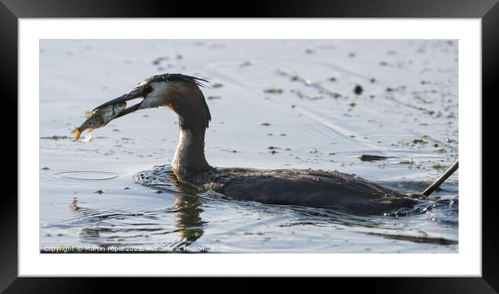 Great Crested Grebe fishing  Framed Mounted Print by Martin Pople