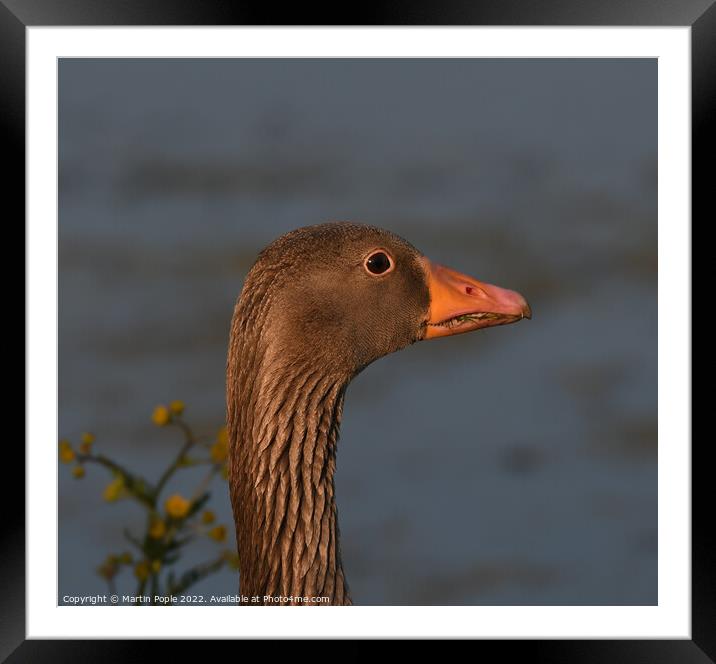 Greylag Goose  Framed Mounted Print by Martin Pople