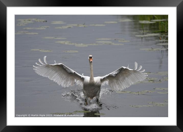 Swan landing on water Framed Mounted Print by Martin Pople