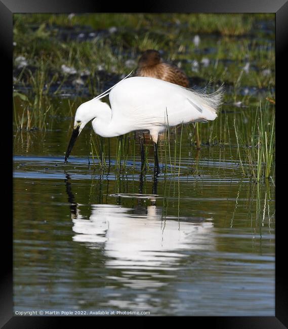 Egret looking for lunch Framed Print by Martin Pople