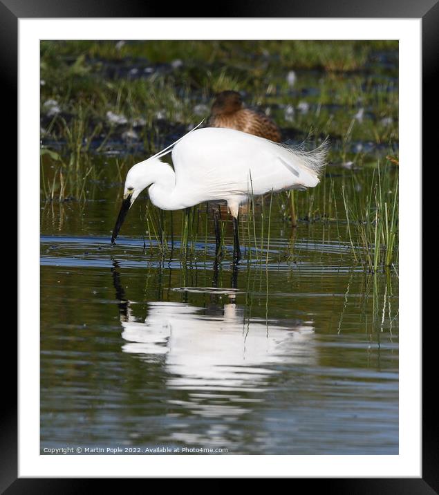 Egret looking for lunch Framed Mounted Print by Martin Pople