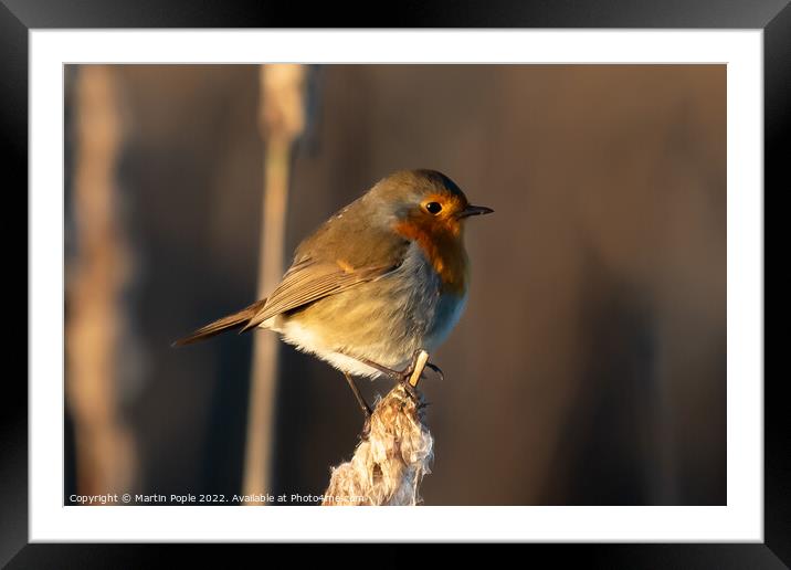 Robin on a Bullrush  Framed Mounted Print by Martin Pople
