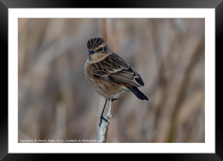 Female Stonechat  Framed Mounted Print by Martin Pople
