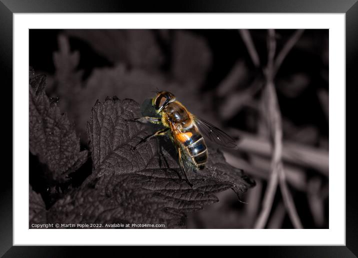 Honey bee on leaf Framed Mounted Print by Martin Pople