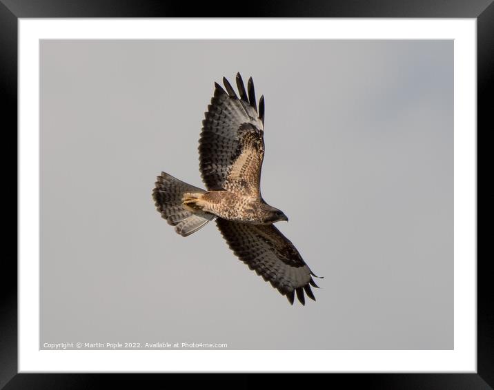 Buzzard flying  Framed Mounted Print by Martin Pople