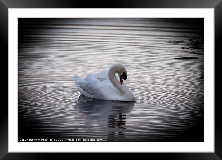 Swan with ripples around  Framed Mounted Print by Martin Pople