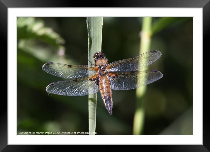 Dragonfly on a reed Framed Mounted Print by Martin Pople