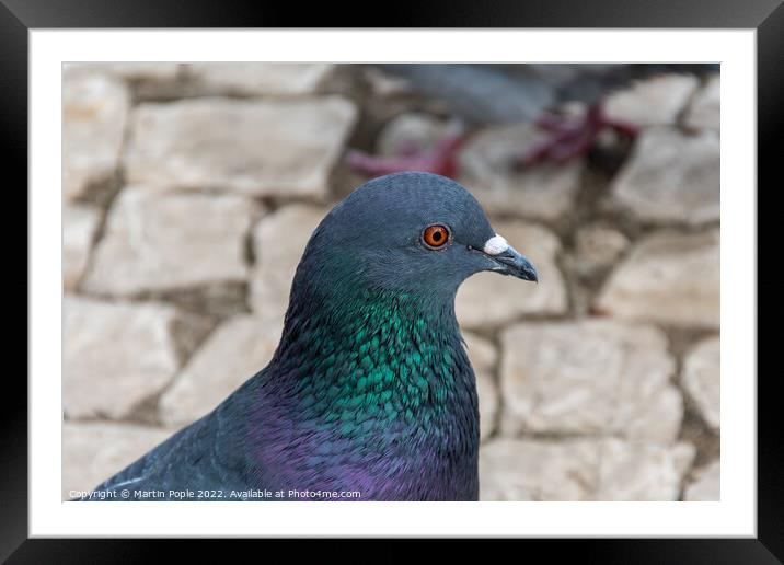 Animal bird pigeon colourful  Framed Mounted Print by Martin Pople