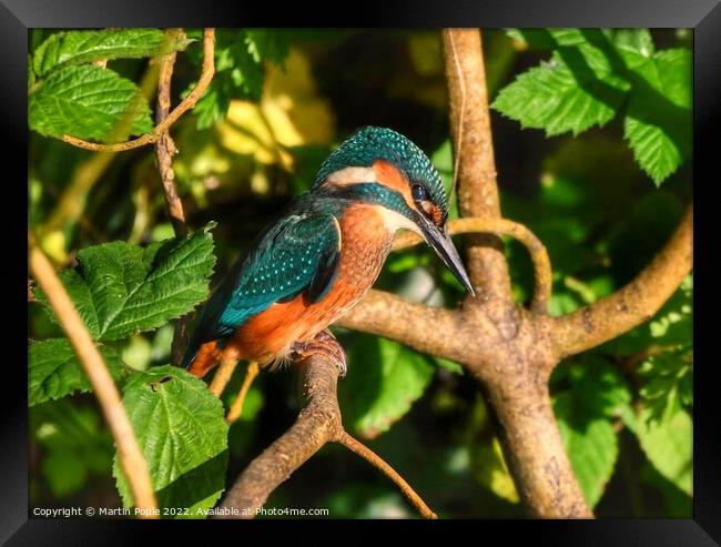 Kingfisher on branch  Framed Print by Martin Pople