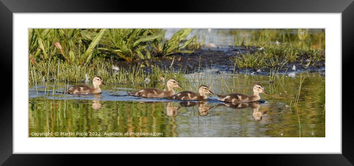 Ducklings on water Framed Mounted Print by Martin Pople