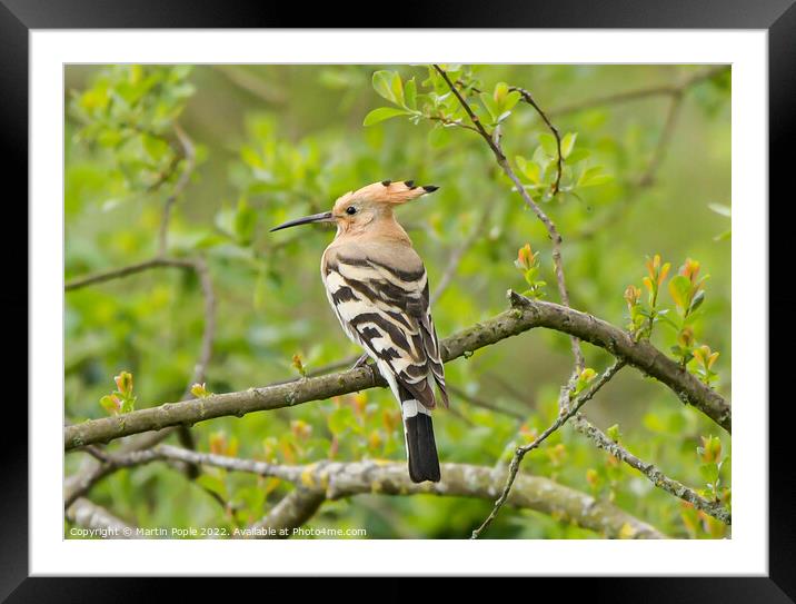 Hoopoe in Somerset Framed Mounted Print by Martin Pople