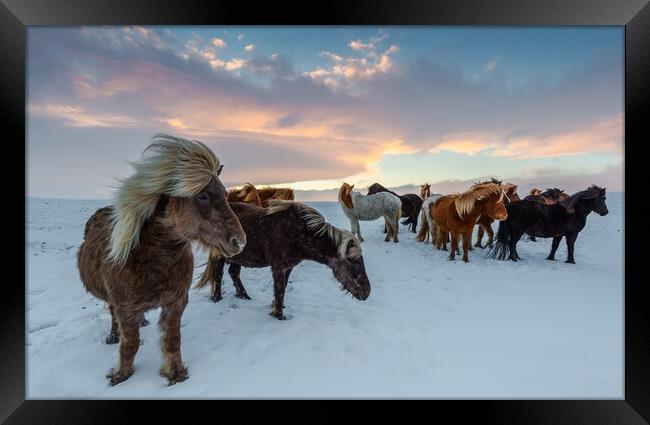 Horses  Framed Print by Ionut Cosmin