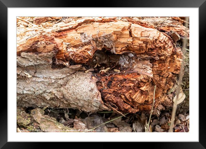 The Remains of a Fallen Tree Framed Mounted Print by Pamela Reynolds