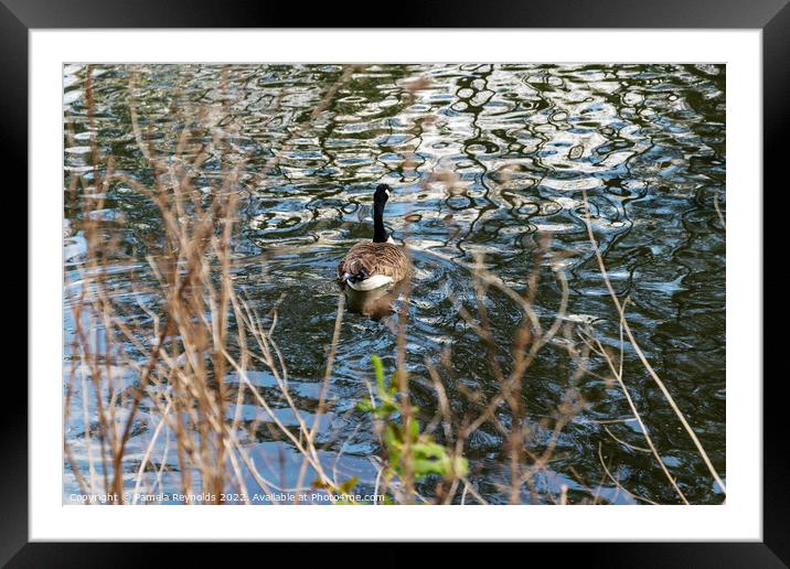 Canadian Goose at the Flash Lake, Priorslee Telfor Framed Mounted Print by Pamela Reynolds