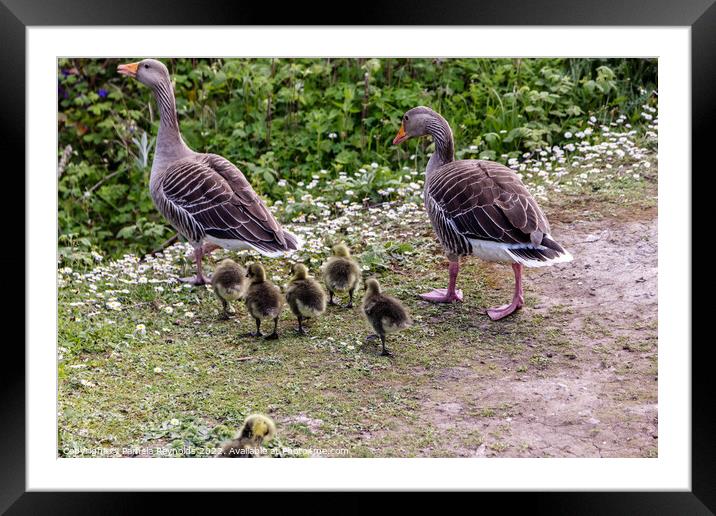 Geese Family at the Flash in Telford Framed Mounted Print by Pamela Reynolds