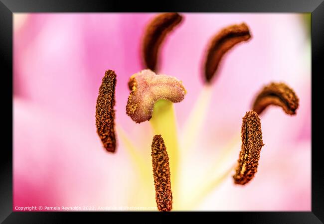 Macro of a Lily showing the detail  Framed Print by Pamela Reynolds
