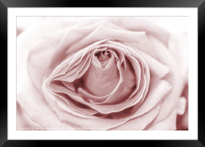 Macro of a Pale Sepia Rose Framed Mounted Print by Pamela Reynolds