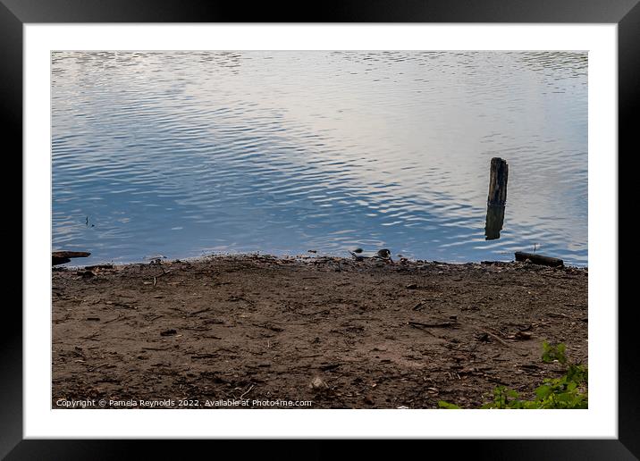 Apley Pool with a small Wooden Post Framed Mounted Print by Pamela Reynolds