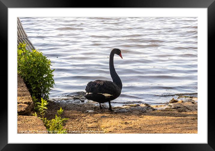 A Black Swan standing on the edge of a lake Framed Mounted Print by Pamela Reynolds