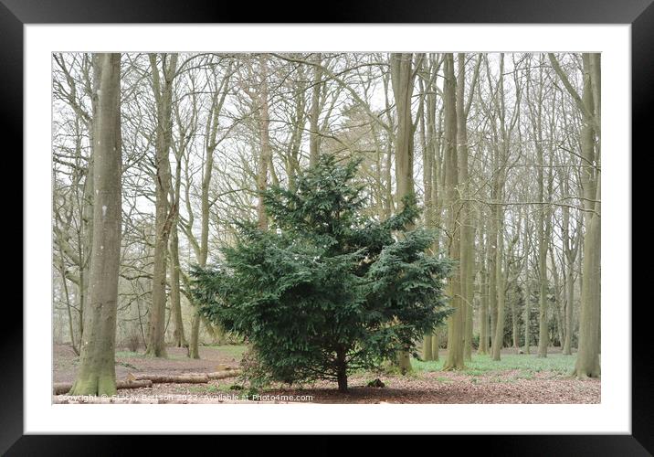 A lonely Christmas tree  Framed Mounted Print by Stacey Bettson