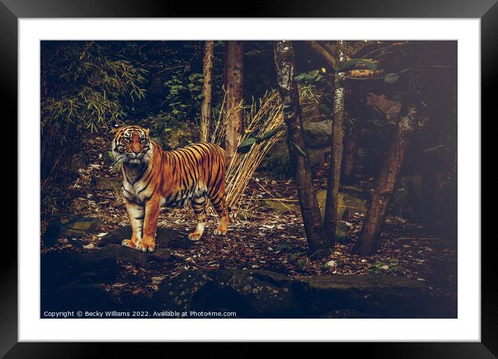 Posing Tiger Framed Mounted Print by Becky Williams