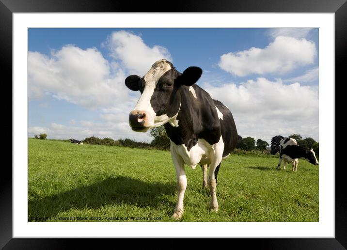 Black and White cow close up Framed Mounted Print by Gordon Dixon
