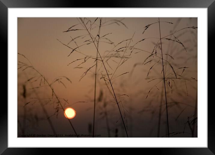 Ochre sunset over the Somerset levels through fine grass seed heads Framed Mounted Print by Gordon Dixon