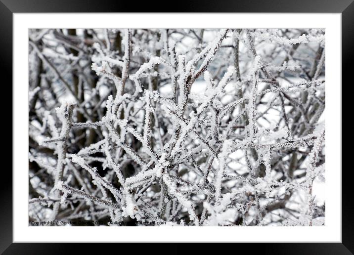 Ice covered branches from freezing fog Framed Mounted Print by Gordon Dixon