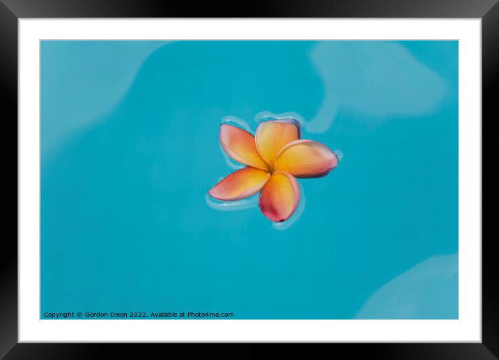Floating frangipani (Plumeria) flower floating on water Framed Mounted Print by Gordon Dixon