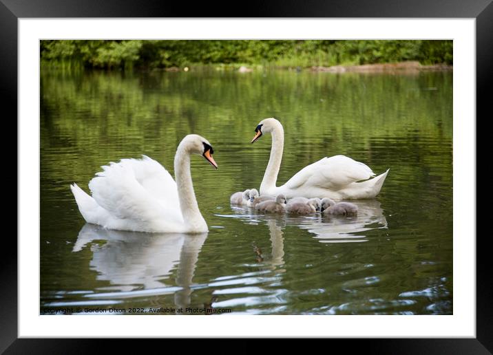 Proud parent swans of 6 small cygnets on an English waterway Framed Mounted Print by Gordon Dixon