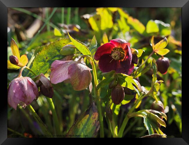Wine red hellebore in an English garden - late Feb Framed Print by Gordon Dixon