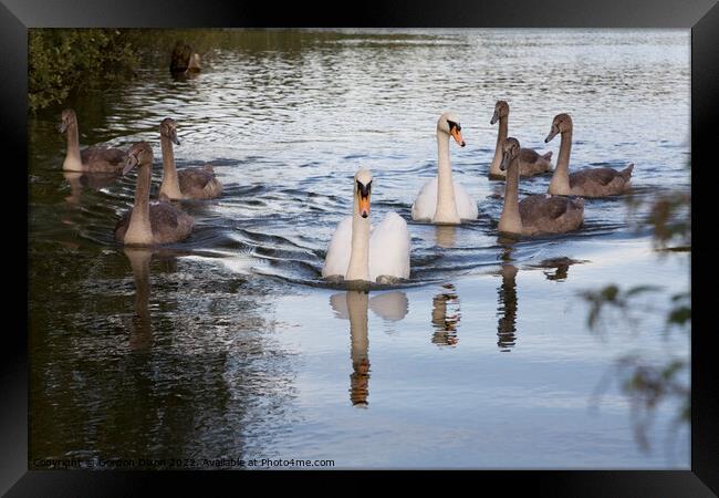 Family of Swans on the move up the Basingstoke canal - parents and 6 big cygnets Framed Print by Gordon Dixon