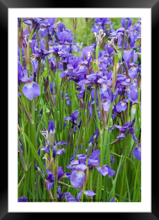 Large group of blue irises Framed Mounted Print by Gordon Dixon