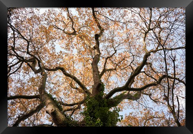 Looking up at the branches of an old oak tree, in autumn Framed Print by Gordon Dixon