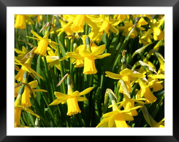 Bright yellow spring daffodils Framed Mounted Print by Gordon Dixon