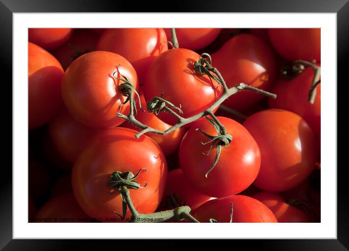 Fresh tomatoes - simply de vine Framed Mounted Print by Gordon Dixon