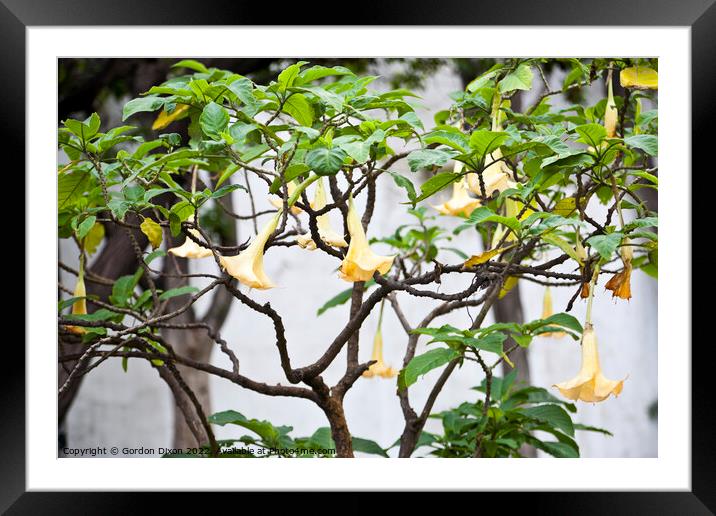 Angel's Trumpet bush and flowers - Casablanca Framed Mounted Print by Gordon Dixon