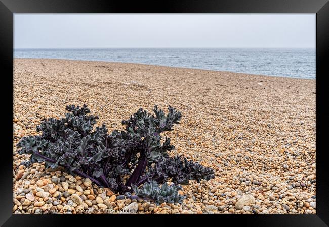 Purple Sea Kale sprouting on a shingle beach in Dorset Framed Print by Gordon Dixon