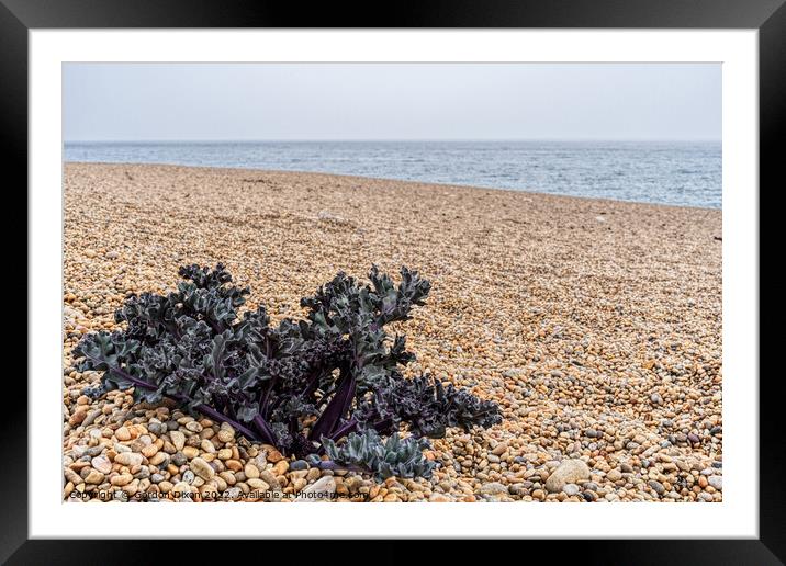 Purple Sea Kale sprouting on a shingle beach in Dorset Framed Mounted Print by Gordon Dixon