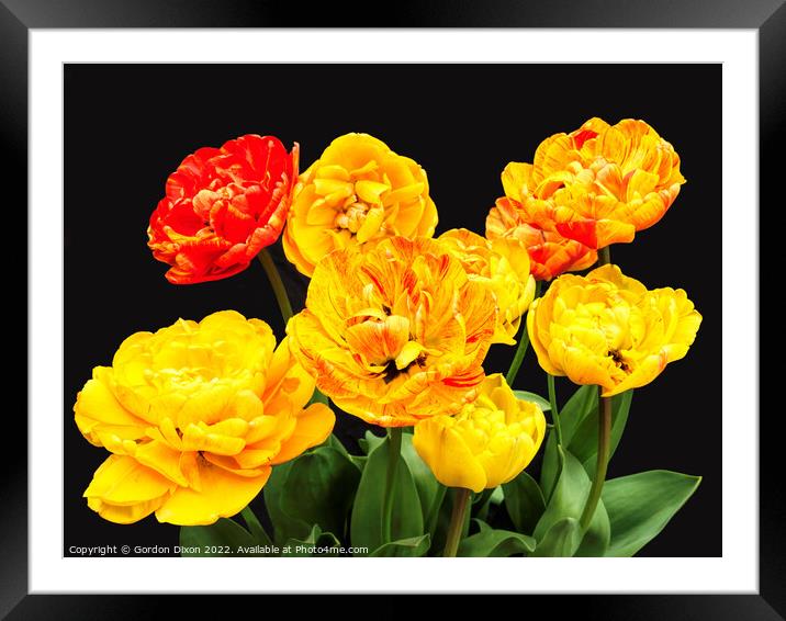 Amazing 'colour-changing' tulip Framed Mounted Print by Gordon Dixon