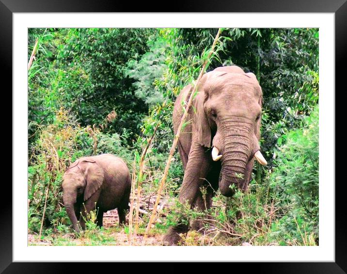 Adult Elephant with Calf in S.Africa  Framed Mounted Print by Nick Edwards