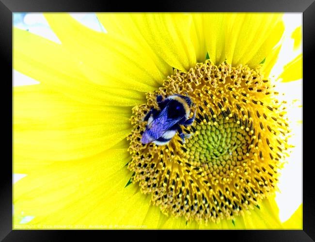 Bumble Bee on Sunflower  Framed Print by Nick Edwards
